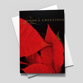 Poinsettia Petals