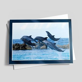 Team of Dolphins
