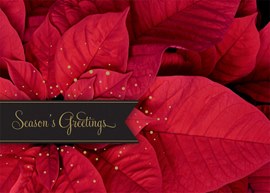 Perfect Poinsettia Holiday Card